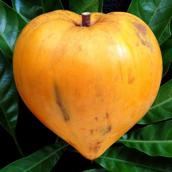 Egg Fruit Plant - Pouteria Campechiana, Canistel, Yellow Sapote